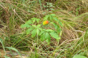 マムシグサの赤く色ずき始めた果実