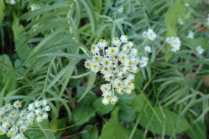 ヤマハハコの花