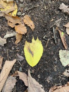 オヒョウの紅葉