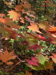 ハウチワカエデの紅葉