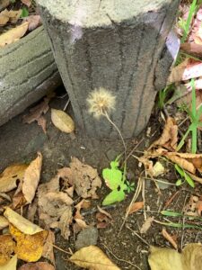 センボンヤリの冠毛