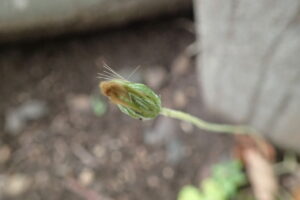 センボンヤリの閉鎖花