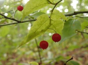 アクシバの果実