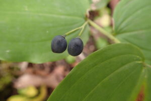 ミヤマナルコユリの濃い紫色の果実