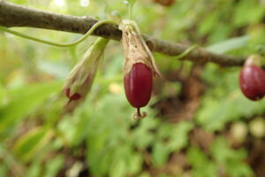 ツルリンドウの細長い果実