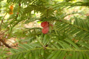 ハイイヌガヤの２年かけて熟した果実