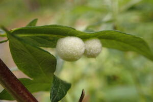 ヨモギハシロケタマフシのムシコブ