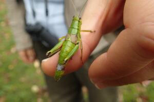 ミカドフキバッタ