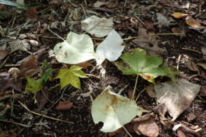 イワガラミの白い落ち葉とハリギリの黄色い落ち葉
