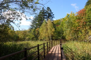 湿原と木道の様子