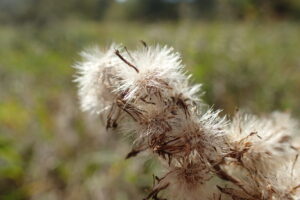 オオアワダチソウの冠毛