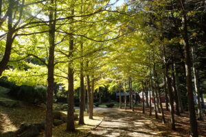 イチョウの黄色く紅葉した並木
