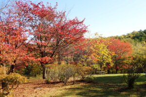 エゾヤマザクラの赤い紅葉