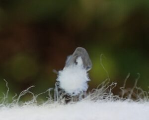 雪虫のフワフワのお尻
