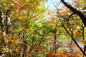 森の中の様子。