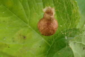 ナガコガネグモの卵嚢