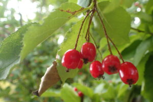 ワタゲカマツカの果実