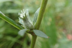 ヨモギメナガツボフシ