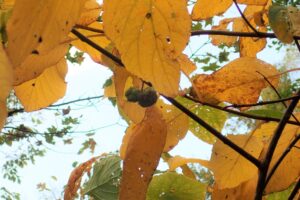 マタタビミフクレフシ