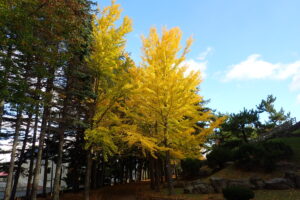 イチョウ並木の黄色い紅葉