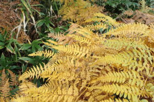 ワラビの草紅葉