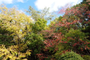 エゾヤマザクラの赤い紅葉