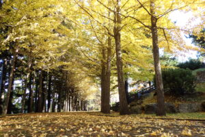 イチョウ並木の様子