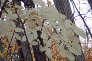 コシアブラの白っぽい葉