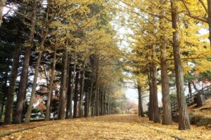 イチョウ並木の様子
