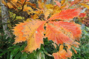 ミズナラの紅葉