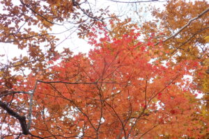 ヤマモミジの紅葉