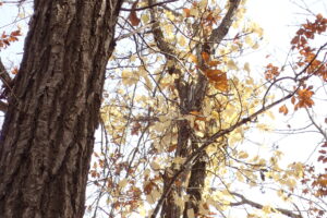 イワガラミの葉