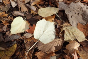 イワガラミの落葉