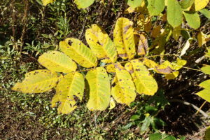 オニグルミの葉