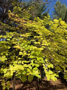 モクレンの黄色い紅葉