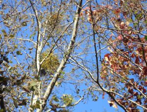 ヤドリギの赤い果実