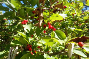 ワタゲカマツカの果実