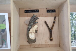 ヤドリギと宿主の樹木の枝