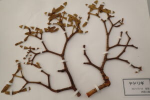 ヤドリギの標本