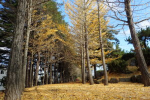 イチョウ並木の様子