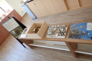 ヤドリギの展示