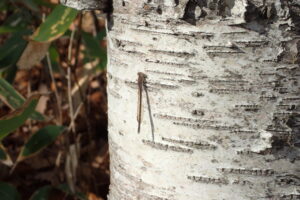 オツネントンボ