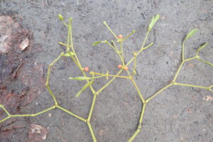 ヤドリギの折れ枝