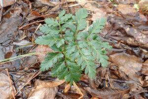 フユノハナワラビ