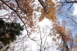 森の木々の様子