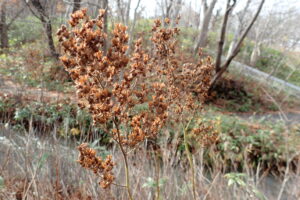 ホザキナナカマドの袋果