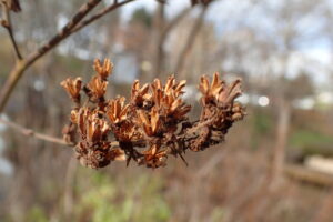 ホザキナナカマドの袋果