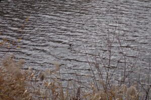 波立つ池とカワアイサ