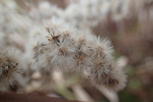 オオアワダチソウの冠毛