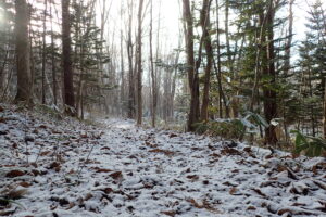 雪の積もった森の中の様子
